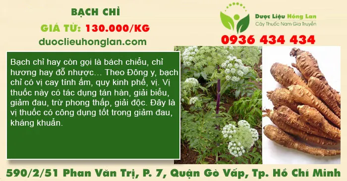 Bạch Chỉ