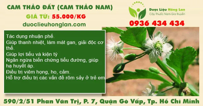 Cam thảo đất (cam thảo nam)