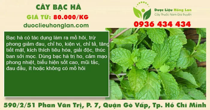 Cây Bạc Hà