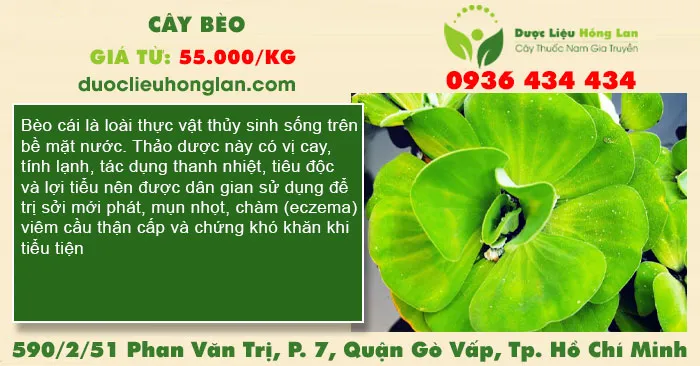 Cây bèo