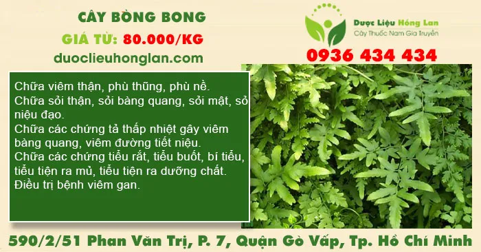 Cây bòng bong