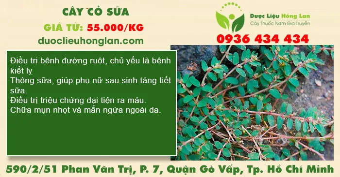 Cây cỏ sữa