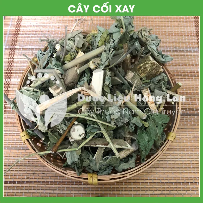 Cây cối xay 3