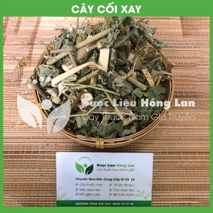 Cây cối xay 2