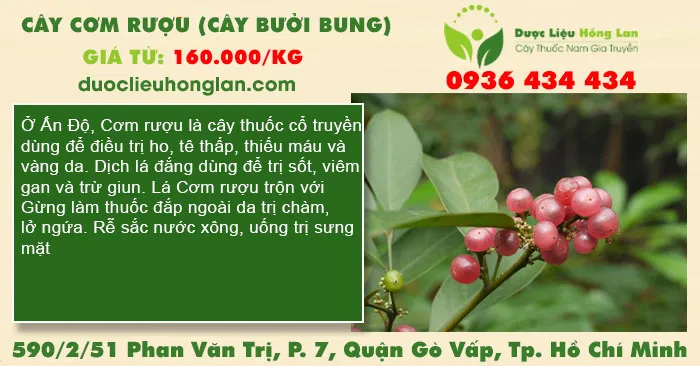 Cây cơm rượu (cây bưởi bung)