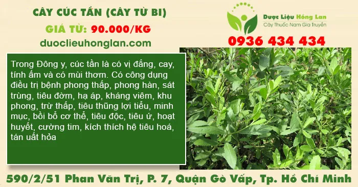 Cây Cúc Tần (Cây Từ Bi, Cây Đại Bì)