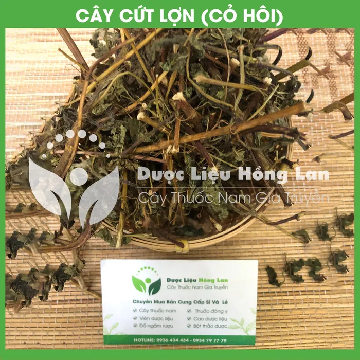 Cây Cứt Lợn (Cỏ Hôi) 2