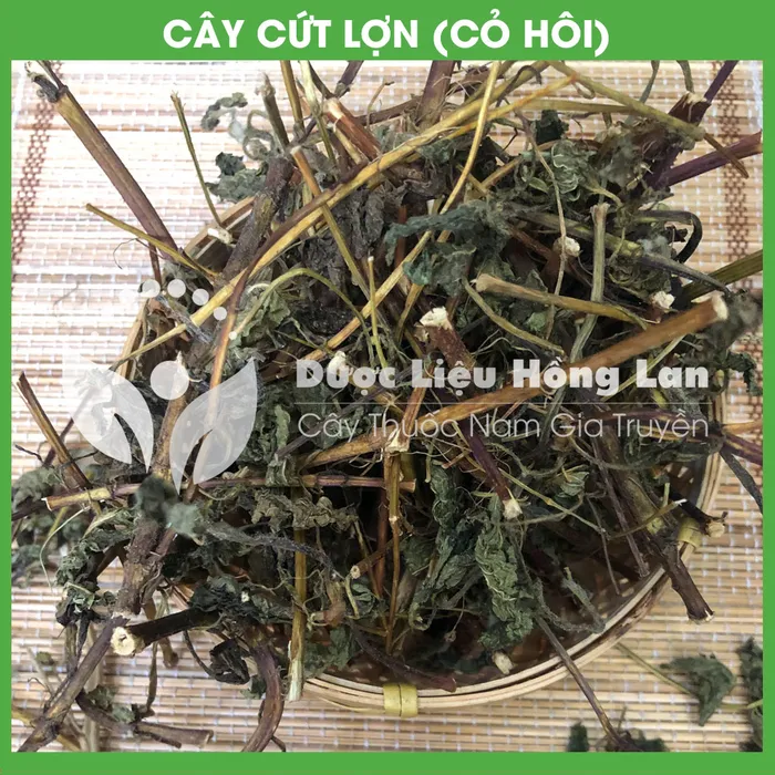 Cây Cứt Lợn (Cỏ Hôi) 3