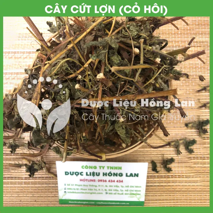 Cây Cứt Lợn (Cỏ Hôi) 1