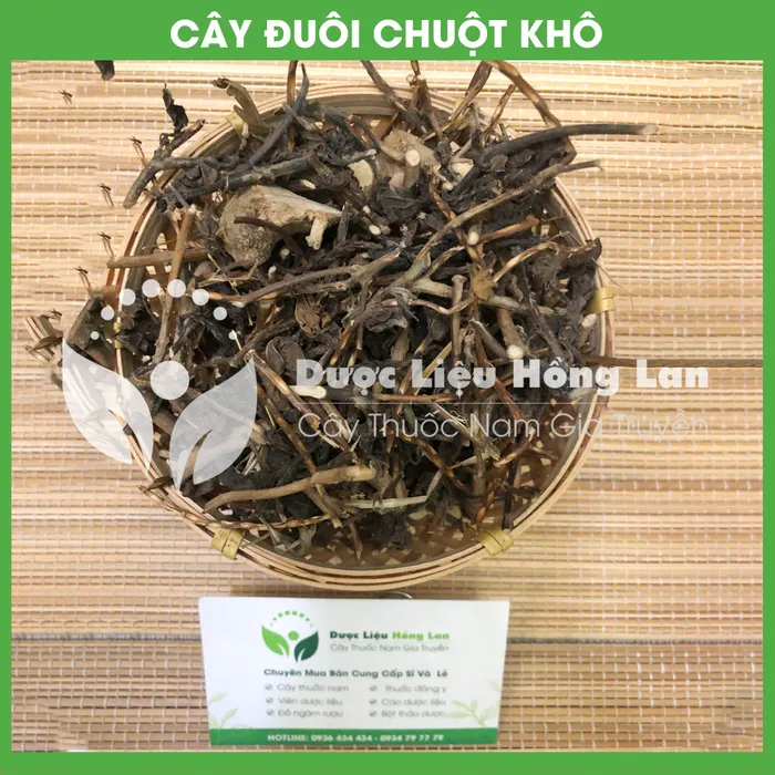 Cây đuôi chuột 2