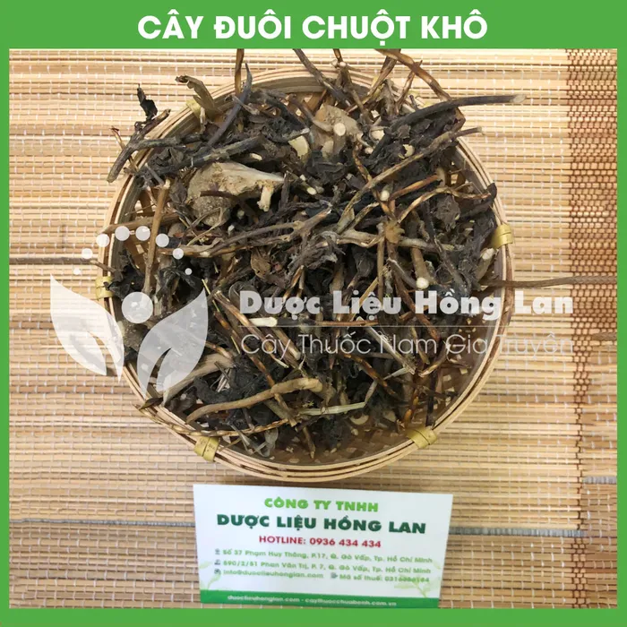 Cây đuôi chuột 1