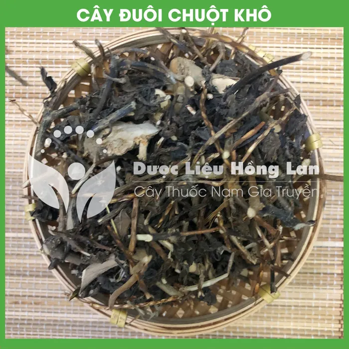 Cây đuôi chuột 3