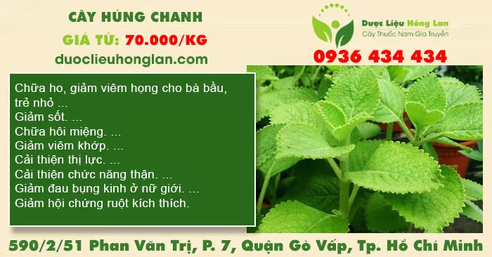 Cây húng chanh