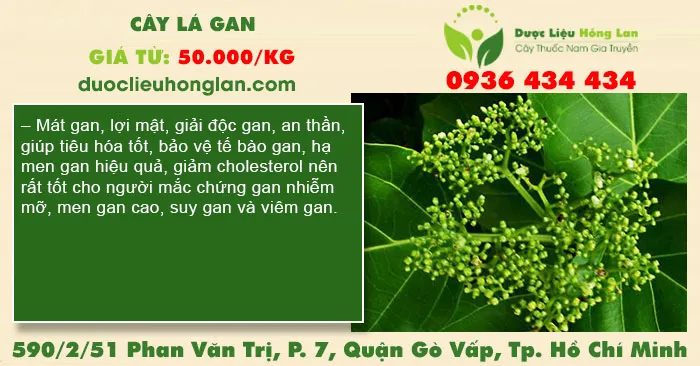Cây lá gan