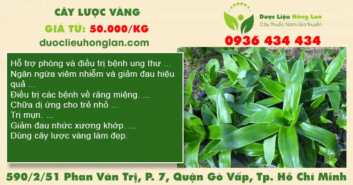 Cây Lược vàng