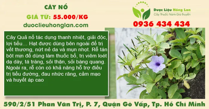 Cây Nổ