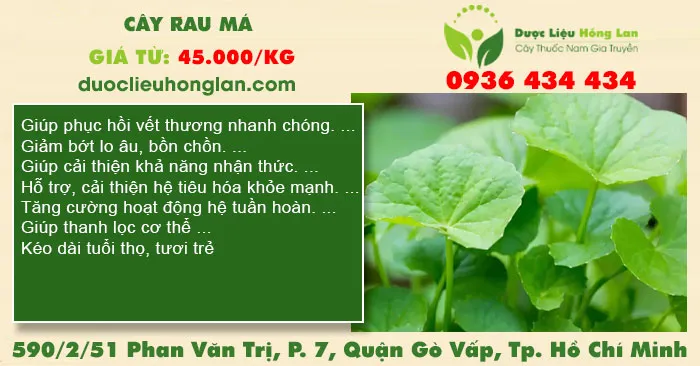 Cây Rau Má