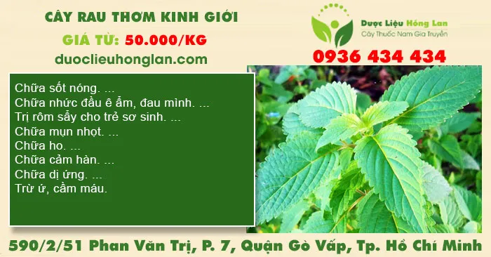 Cây  Kinh Giới