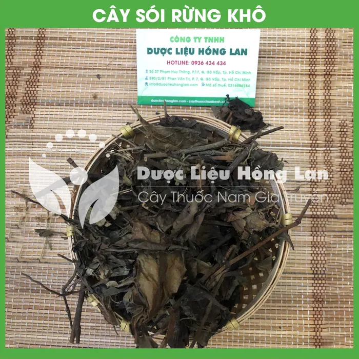 Cây Sói rừng 1