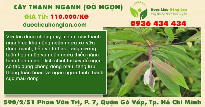 Cây thành ngạnh (đỏ ngọn)