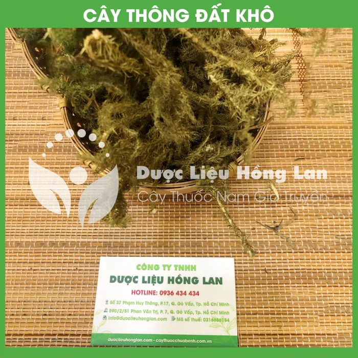 Cây Thông Đất 1