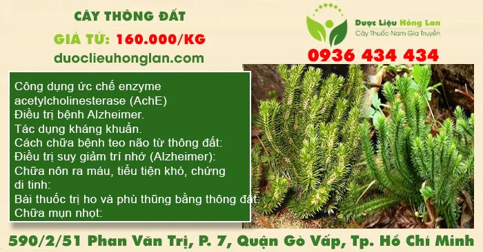 Cây Thông Đất