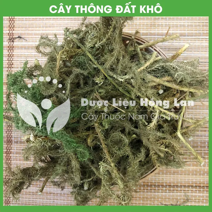 Cây Thông Đất 3