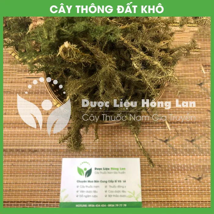 Cây Thông Đất 2