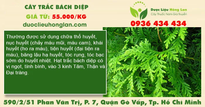 Cây trắc bách diệp