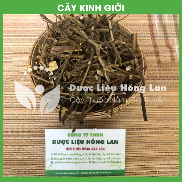 Cây  Kinh Giới 1