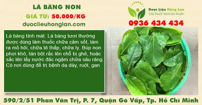Lá bàng non