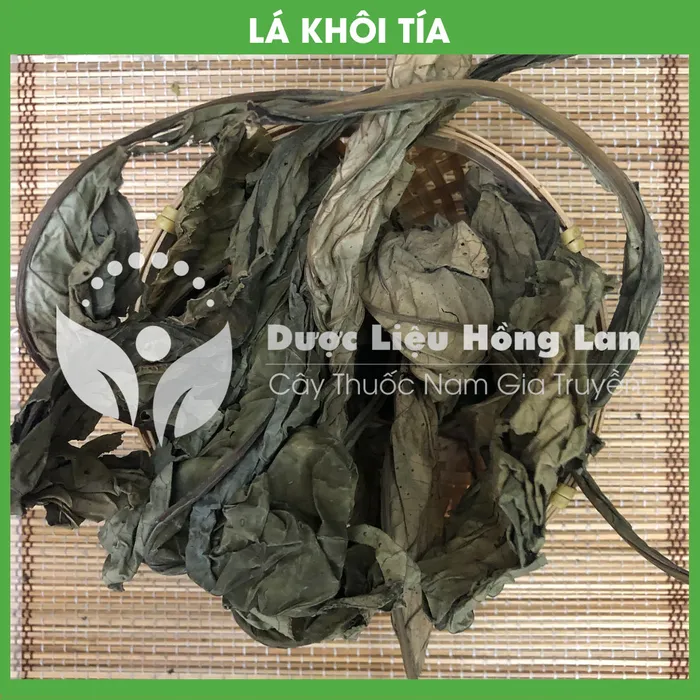Lá Khôi Tía 3