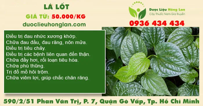Lá Lốt