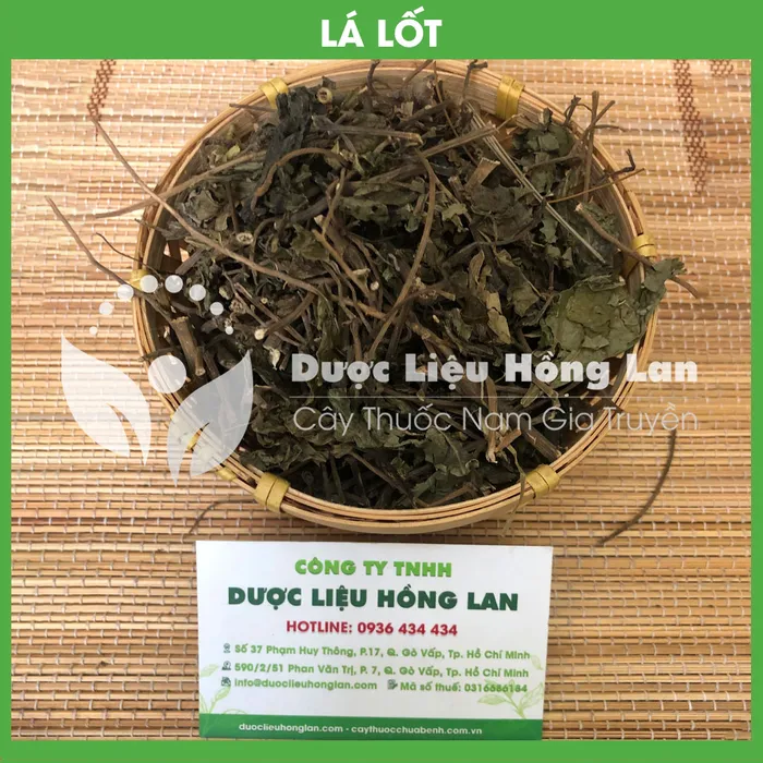 Lá Lốt 1