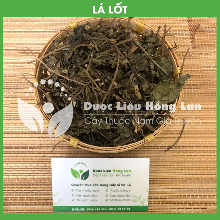Lá Lốt 2