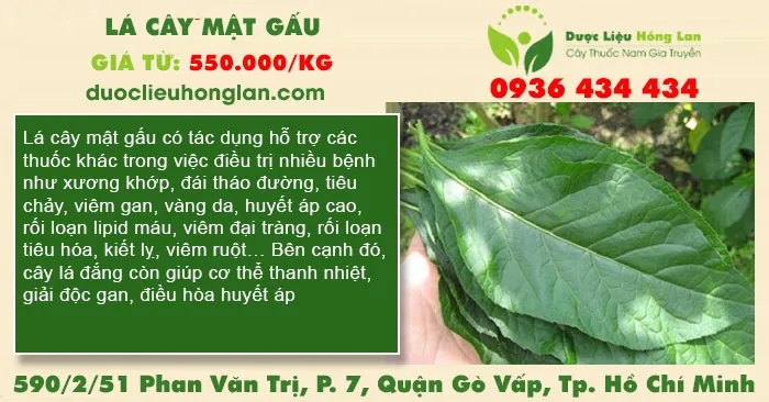 Lá cây mật gấu