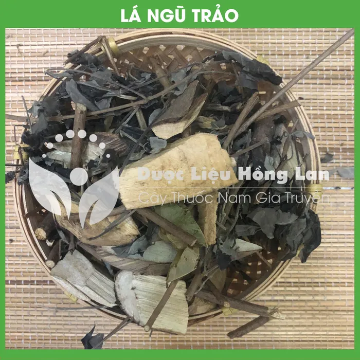 Lá cây ngũ trảo 3
