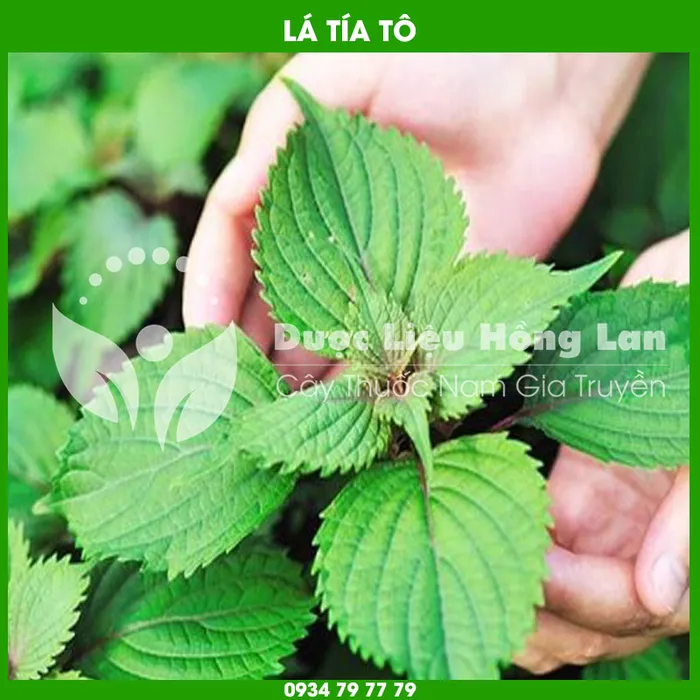 Lá Tía Tô 3