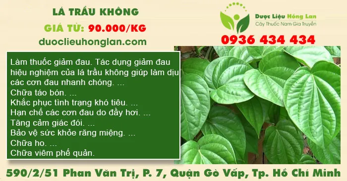 Lá trầu không