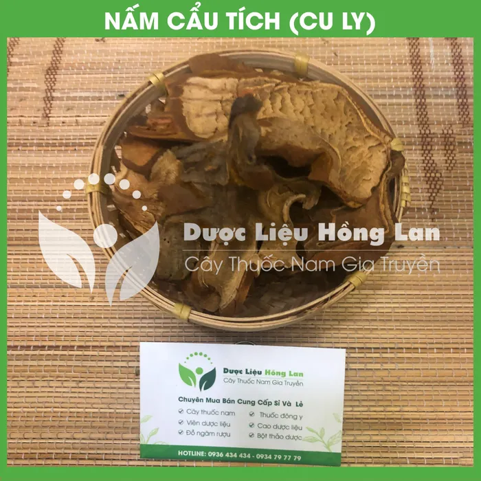 Cẩu Tích (Cây Lông Culi) 2