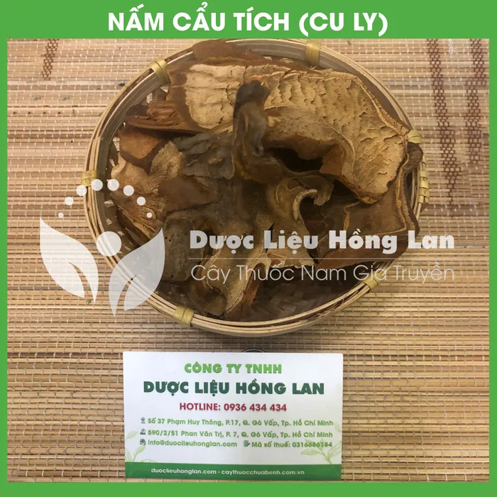 Cẩu Tích (Cây Lông Culi) 1
