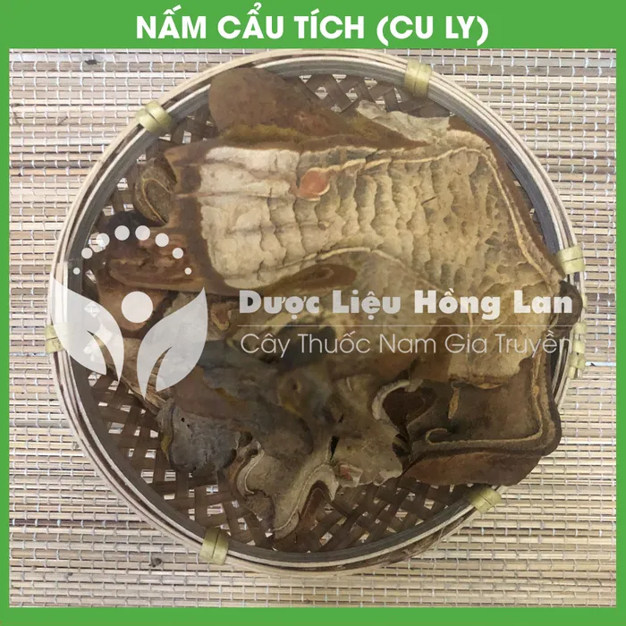 Cẩu Tích (Cây Lông Culi) 3