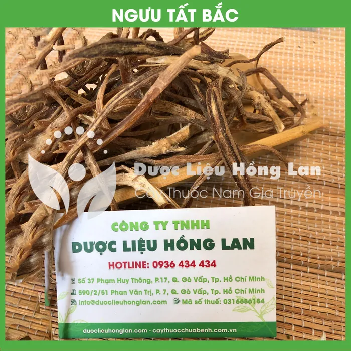 Cây Ngưu Tất Bắc 1