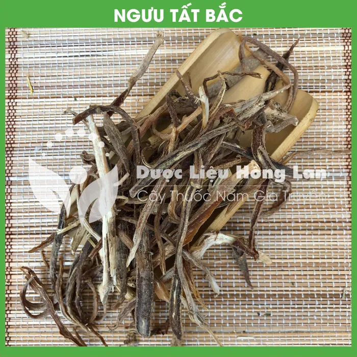 Cây Ngưu Tất Bắc 3