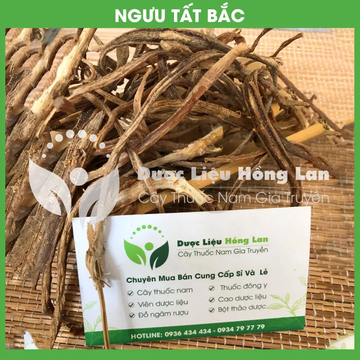 Cây Ngưu Tất Bắc 2