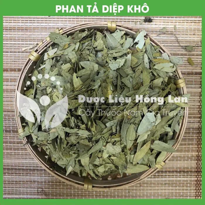 Cây Phan tả diệp 3