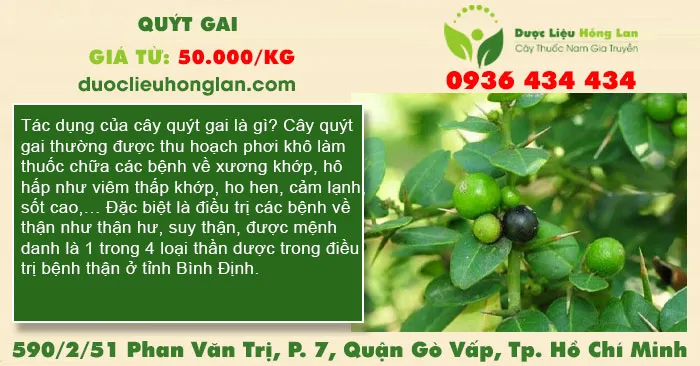 Quýt gai