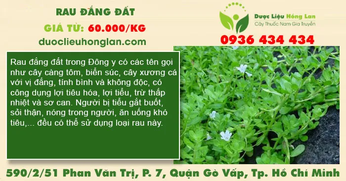 Rau đắng đất