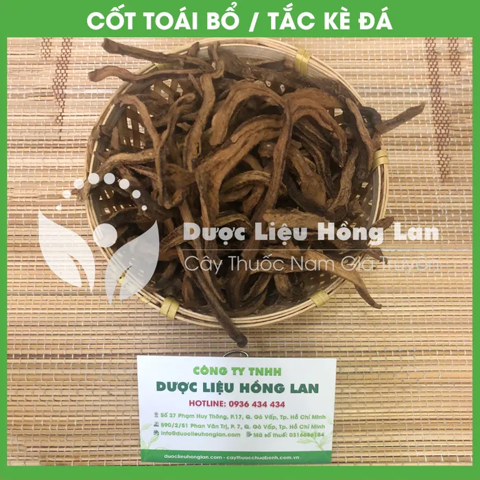 Cây Cốt toái bổ hay (Tắc Kè Đá) 3