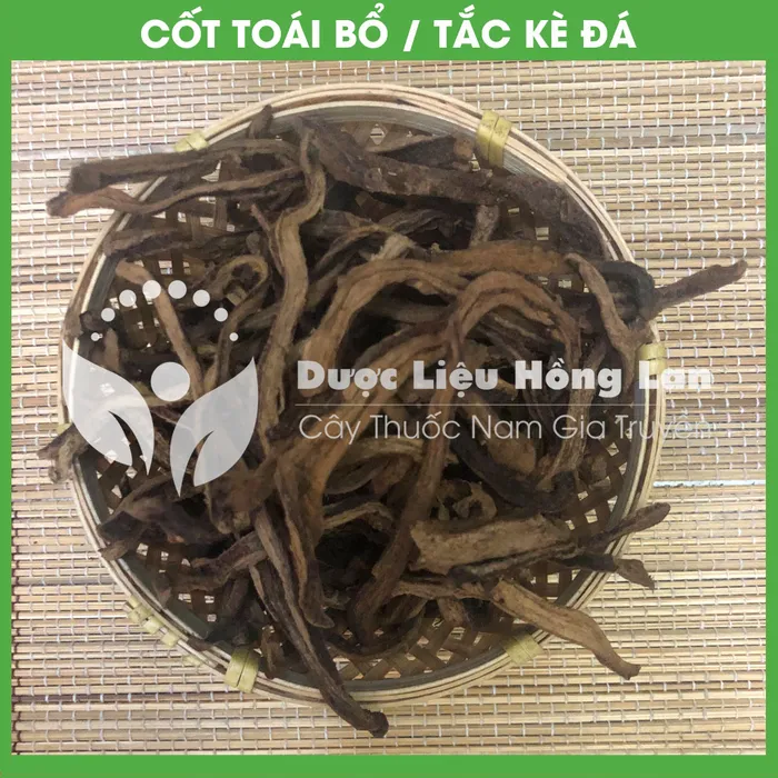 Cây Cốt toái bổ hay (Tắc Kè Đá) 2